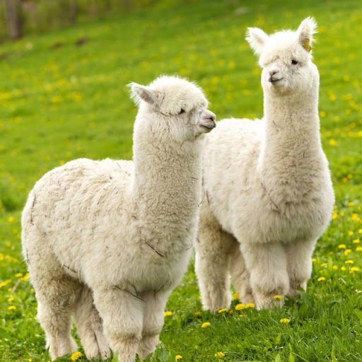 Alpacas