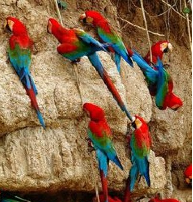 Guacamayos